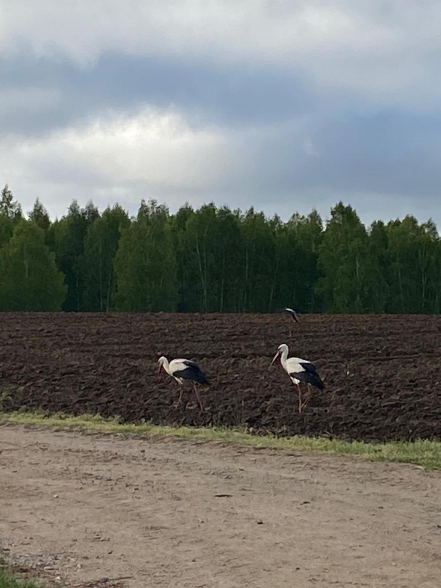 Mazurska Stodola Na Polwyspie Pilchowskim Pilchy エクステリア 写真